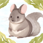 chinchilla